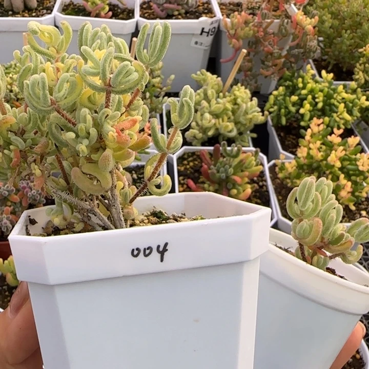 左***左004-橙叶白锦2颗植物枝干