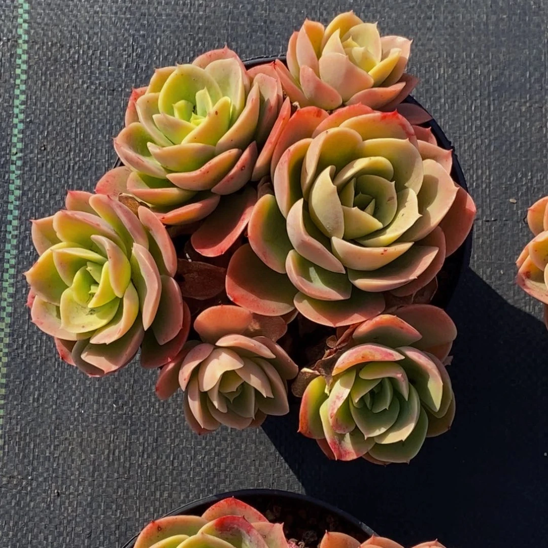 ?*心48包邮一物一拍多肉植物