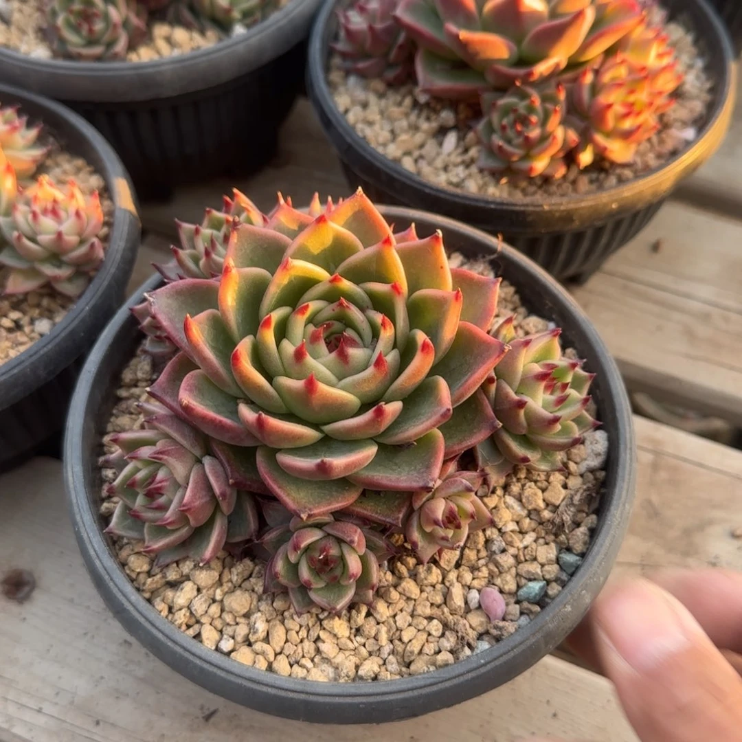 蓝龙群生五十包邮老桩