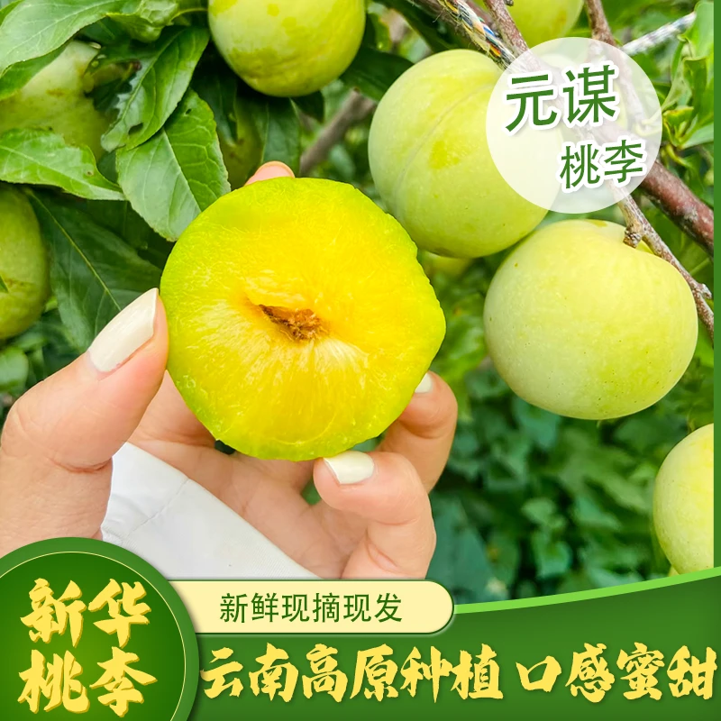 （特大桃李）云南元谋县新华乡桃李新鲜现采现摘