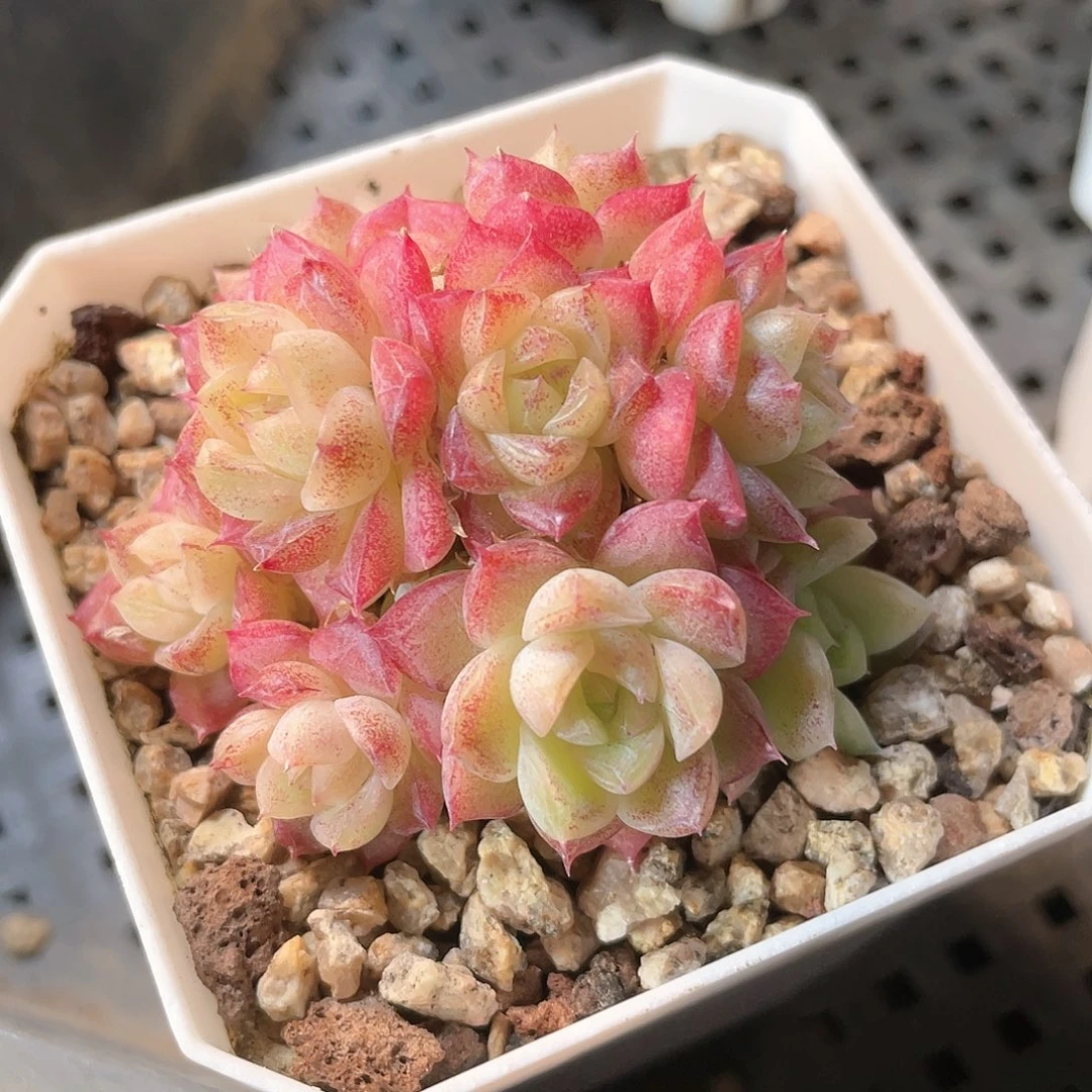 优选麦秆福利8231