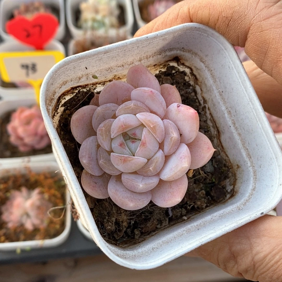 精品多多肉一物一拍不包整162