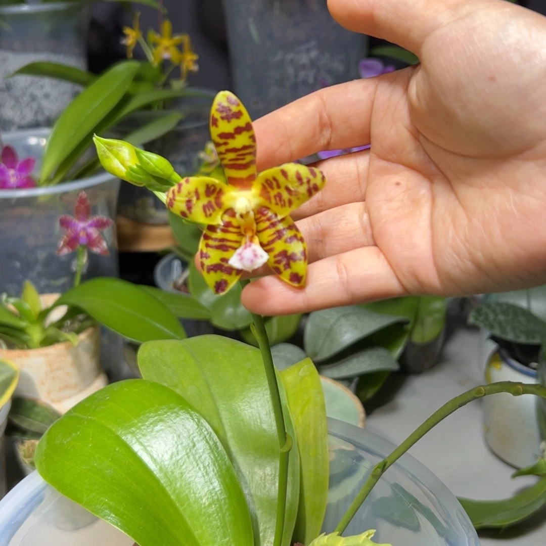 近***甜大部分开放少量花苞