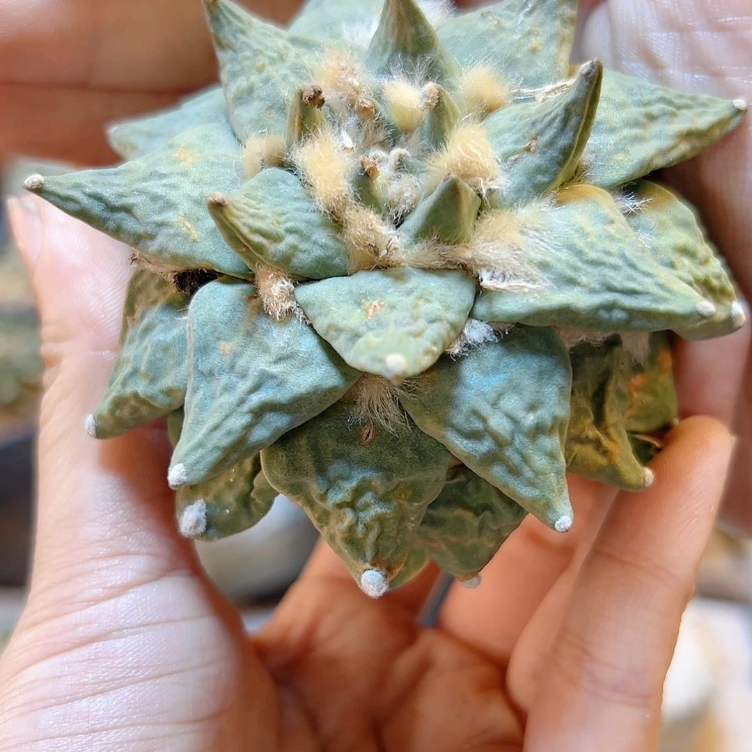 晚42号自根勾尤怒涛8.2公分