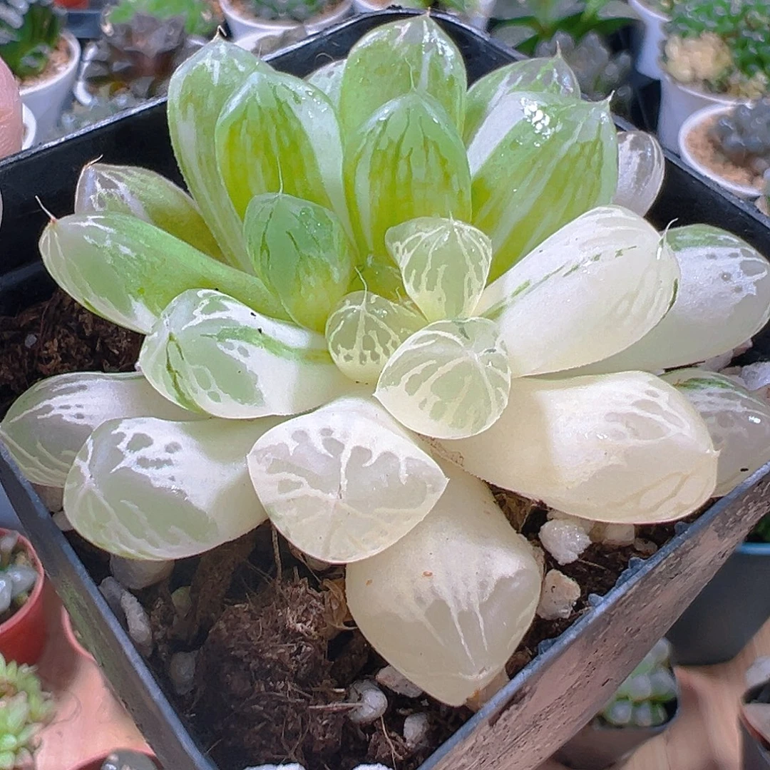 苏州玉露锦玉露多肉植物一颗