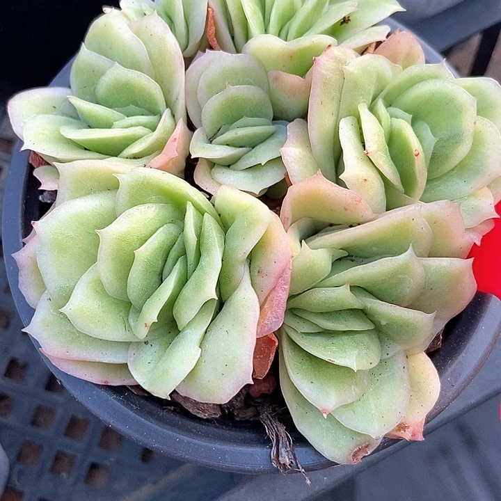 多肉植物冰玫瑰644