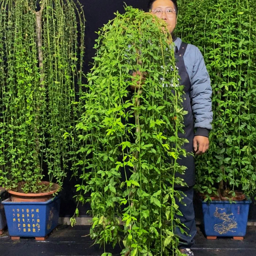 探春花，一物一拍，