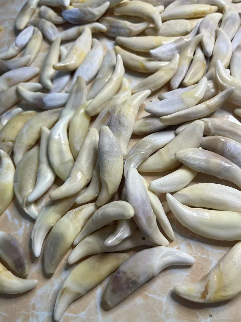 非金属陶瓷吊坠 非金属陶瓷吊坠护身原生老狗真狗牙1对狗牙齿挂坠