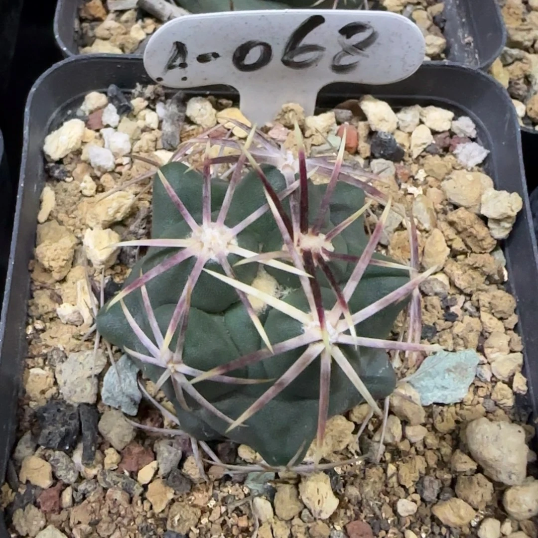 09实生大红鹰多肉