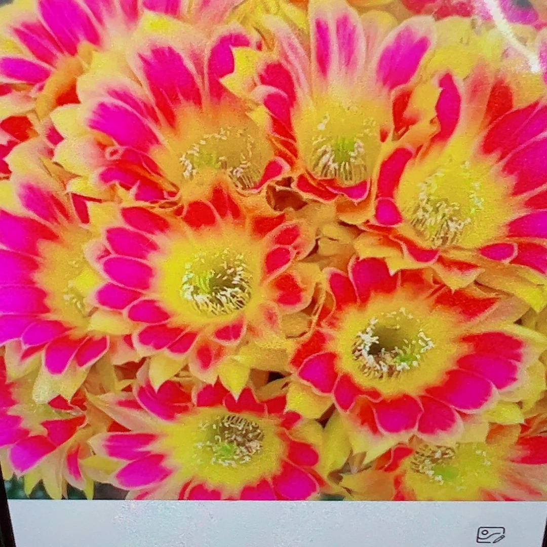 丽花 阳光明媚 侧芽 满20包邮