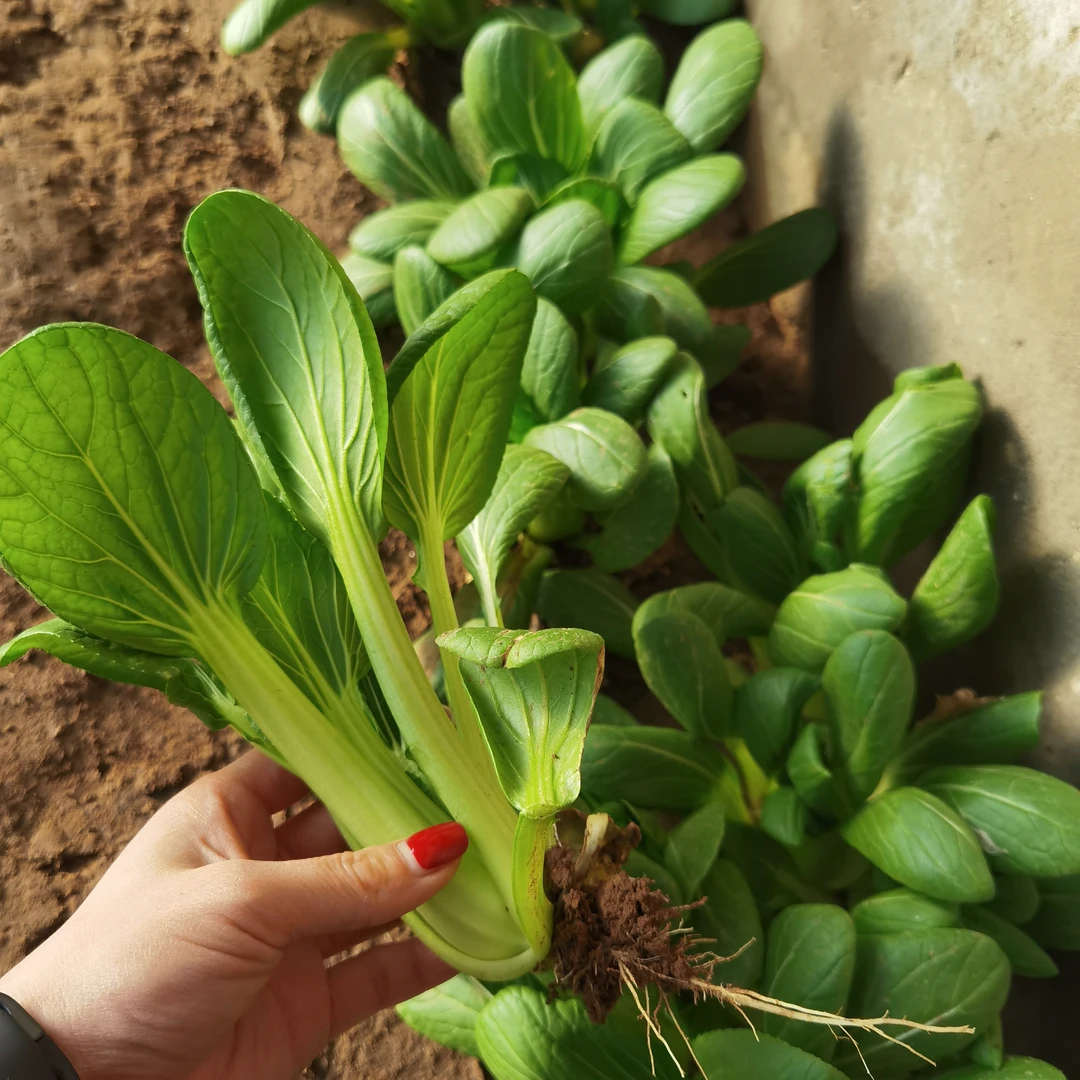 绿养道新鲜小油菜