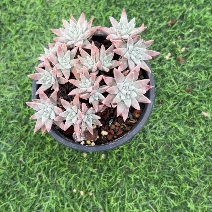 13头白菊～一物一拍0862