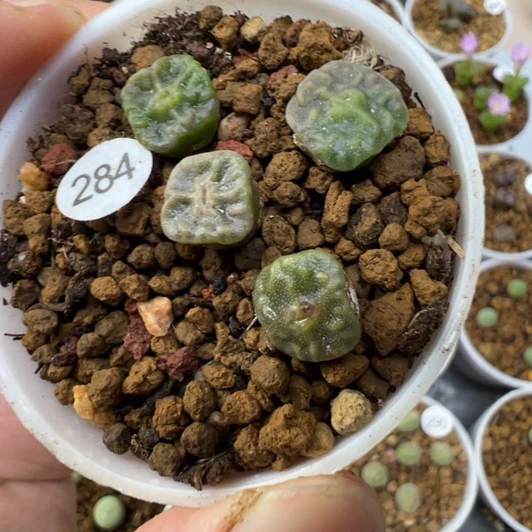 1410.657方烧一颗脱土284000