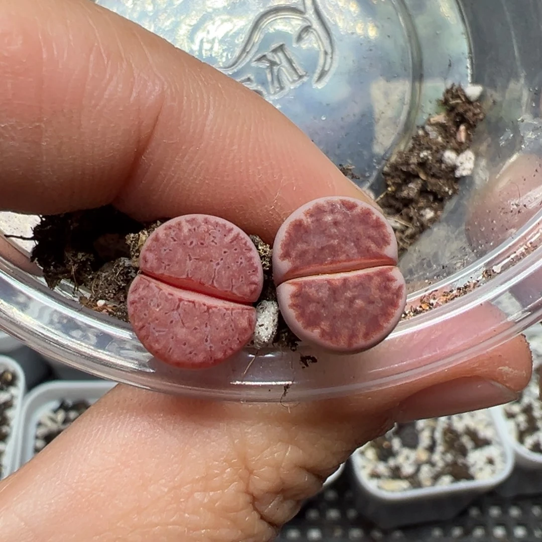 【闪购商品】022……