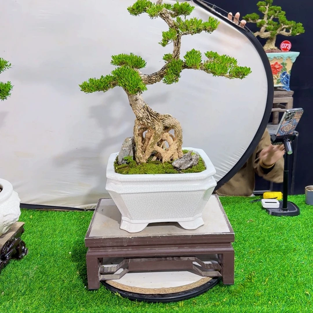 当前无花朵，栽培后可花朵