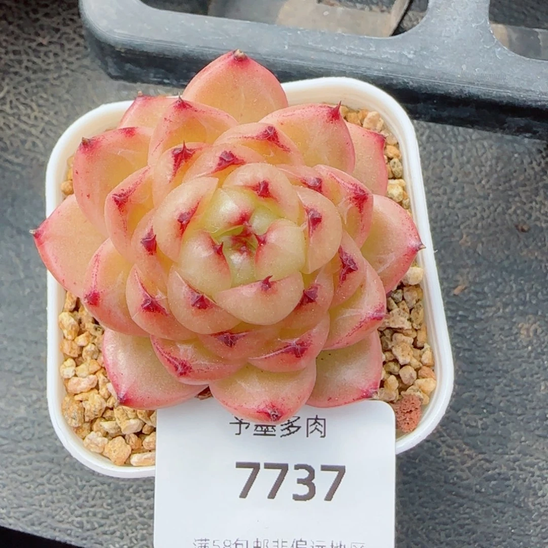 望春风，7737多肉植物