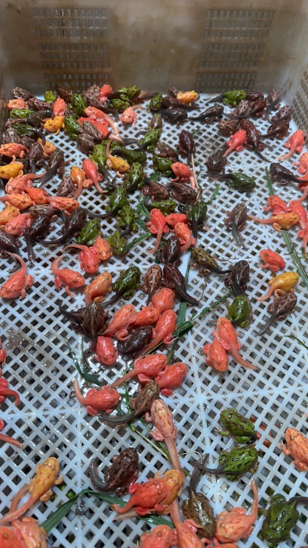 小角蛙品种包邮无需加温好养类观赏可混养