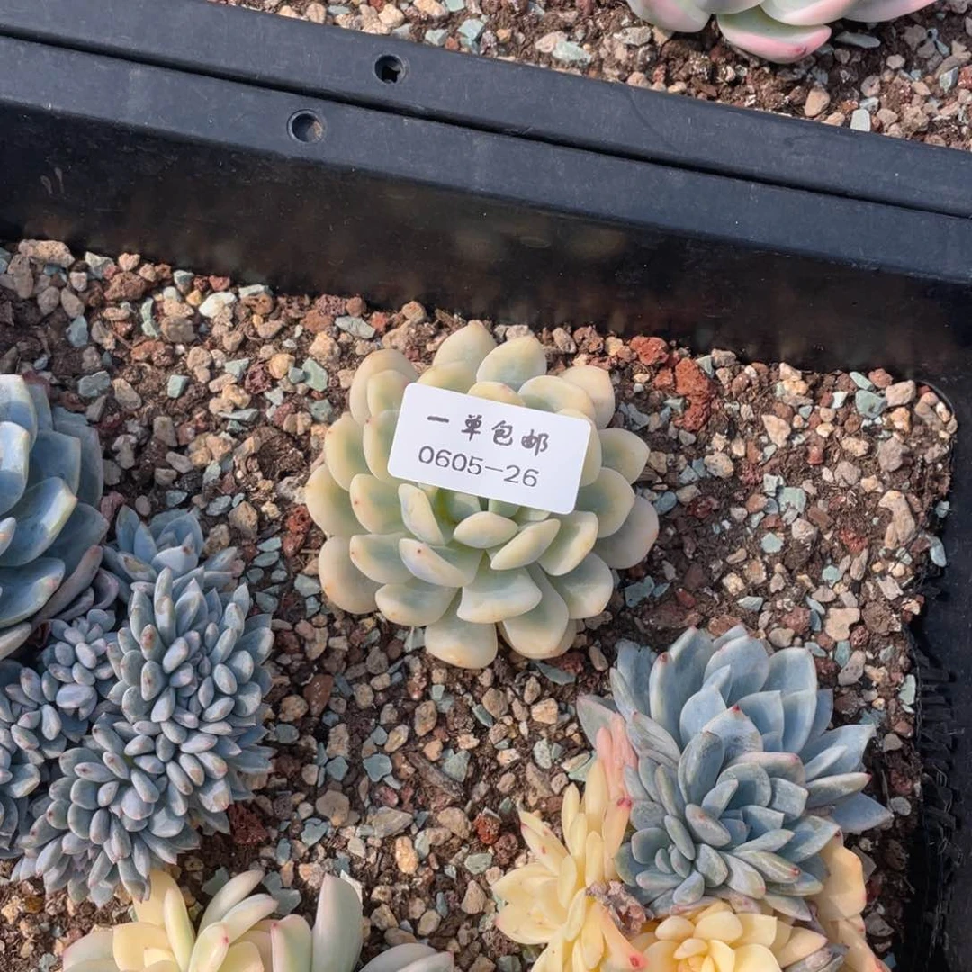 妖*肉0605-26-梦露锦。。。。？