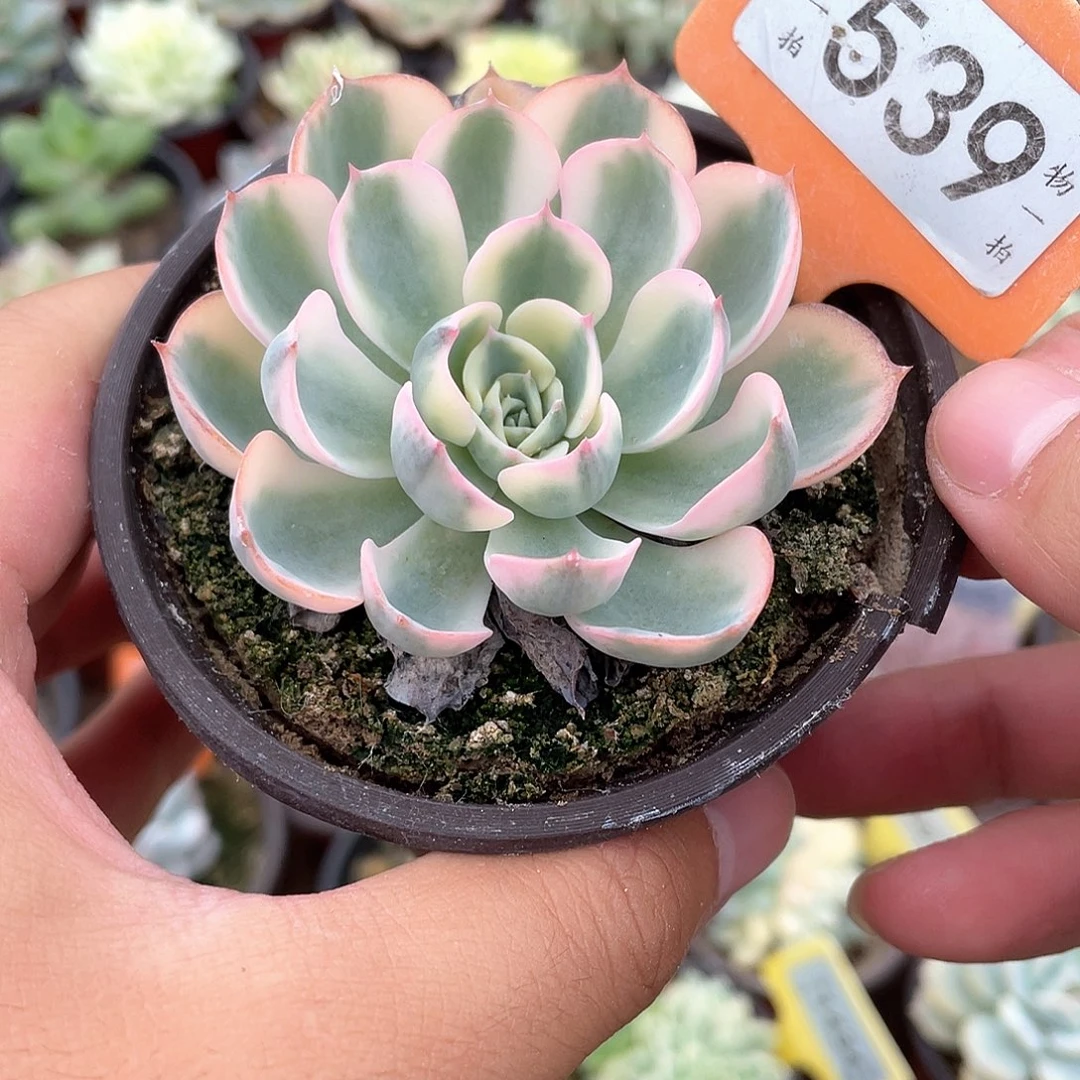 玉蝶锦539号多肉植物