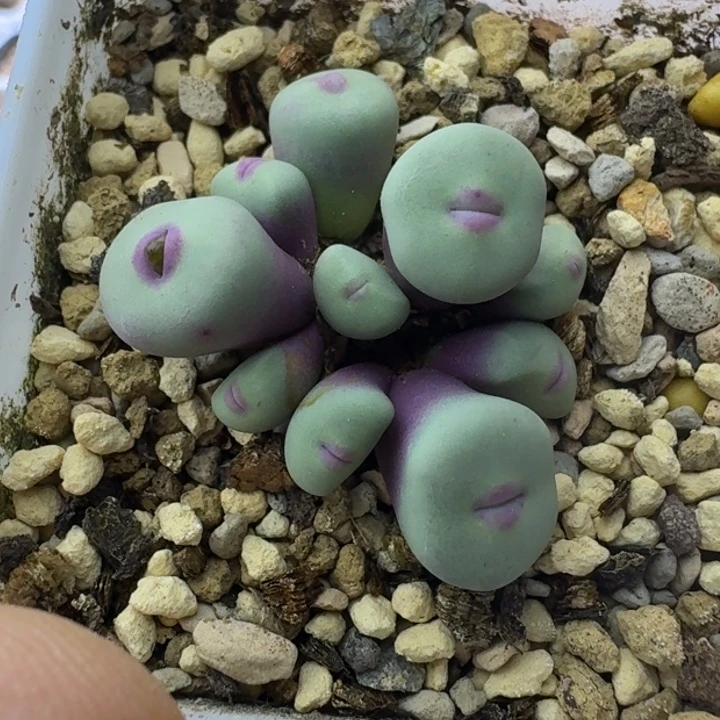 74号噘嘴小红嘴一物一拍