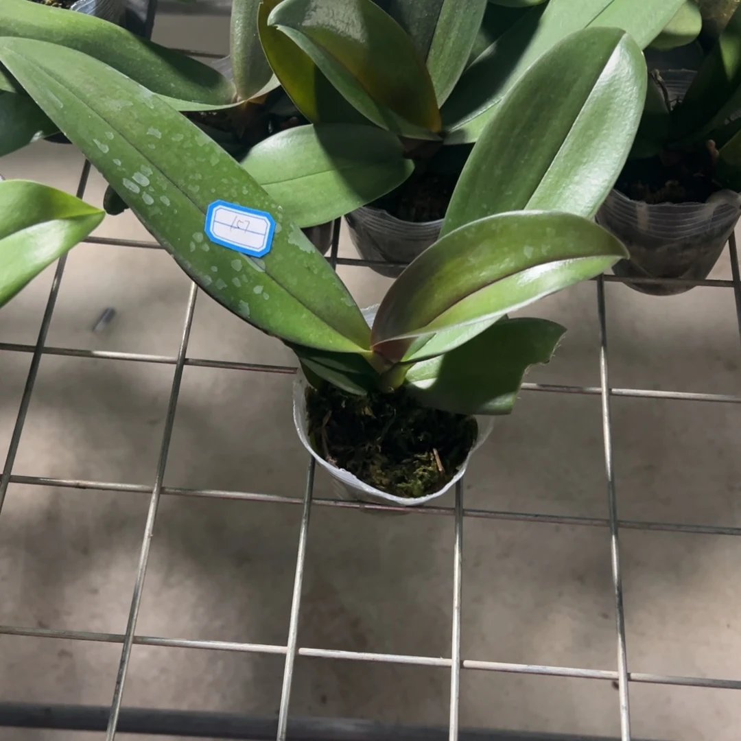 当前无花栽培后可以开花157黑美人瑕疵苗凑单发货