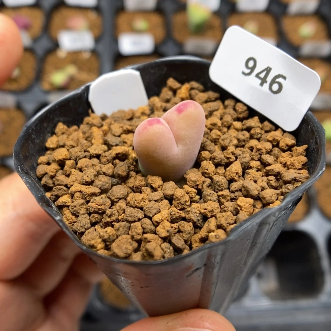 多肉植物肉锥杂交K-946 无根