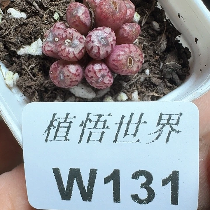 131号多肉植物哇我出差