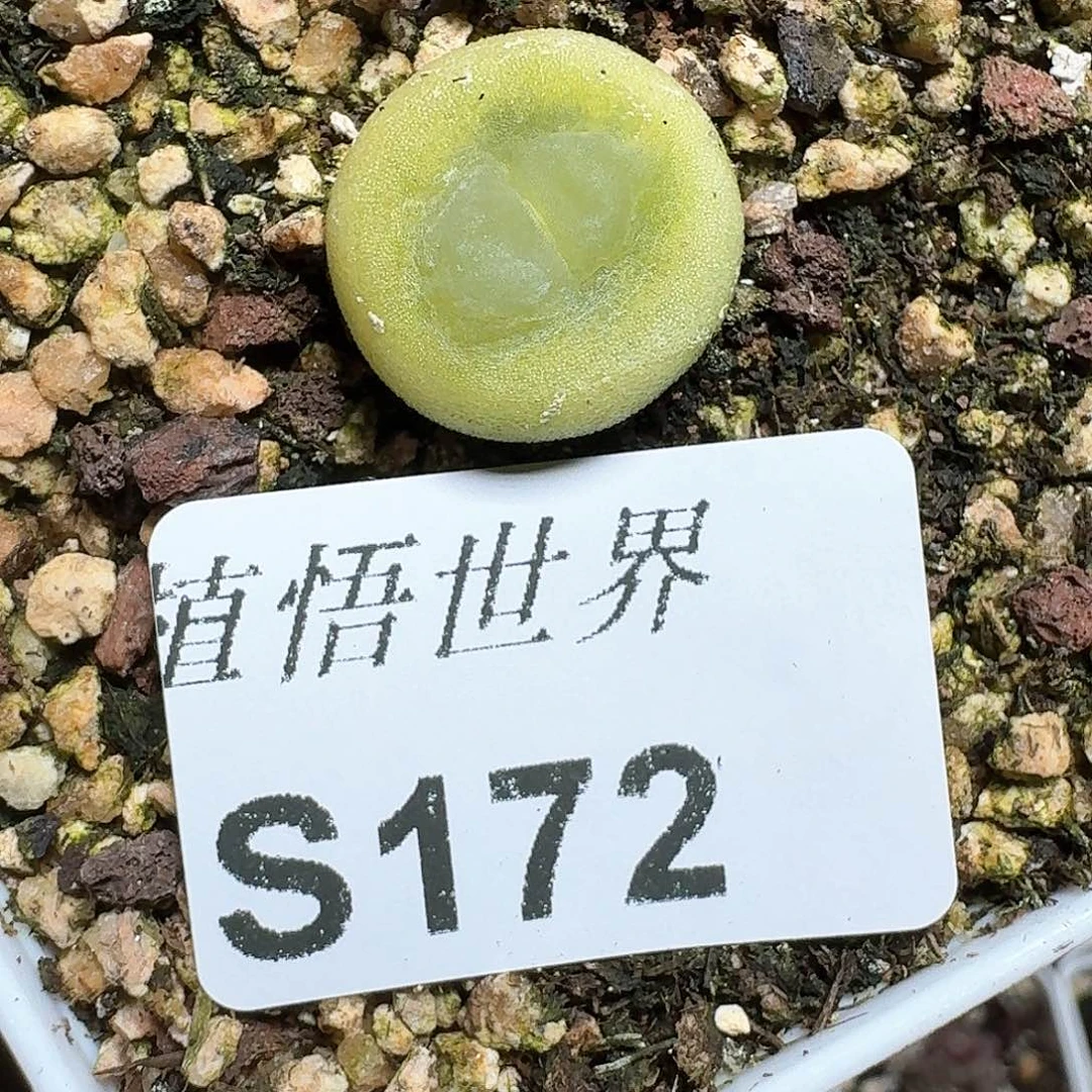 172号多肉植物哇c v