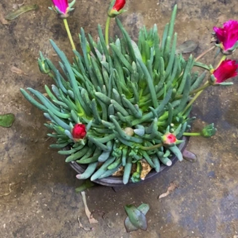 奔龙多肉植物2263