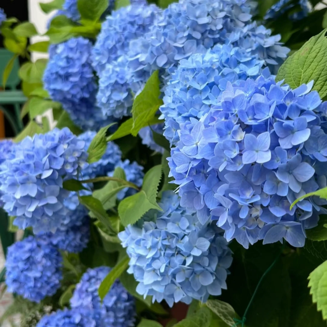 绣球【易多梦幻】爆花机器颜色梦幻大花单瓣绣球窗台阳台好养易调色