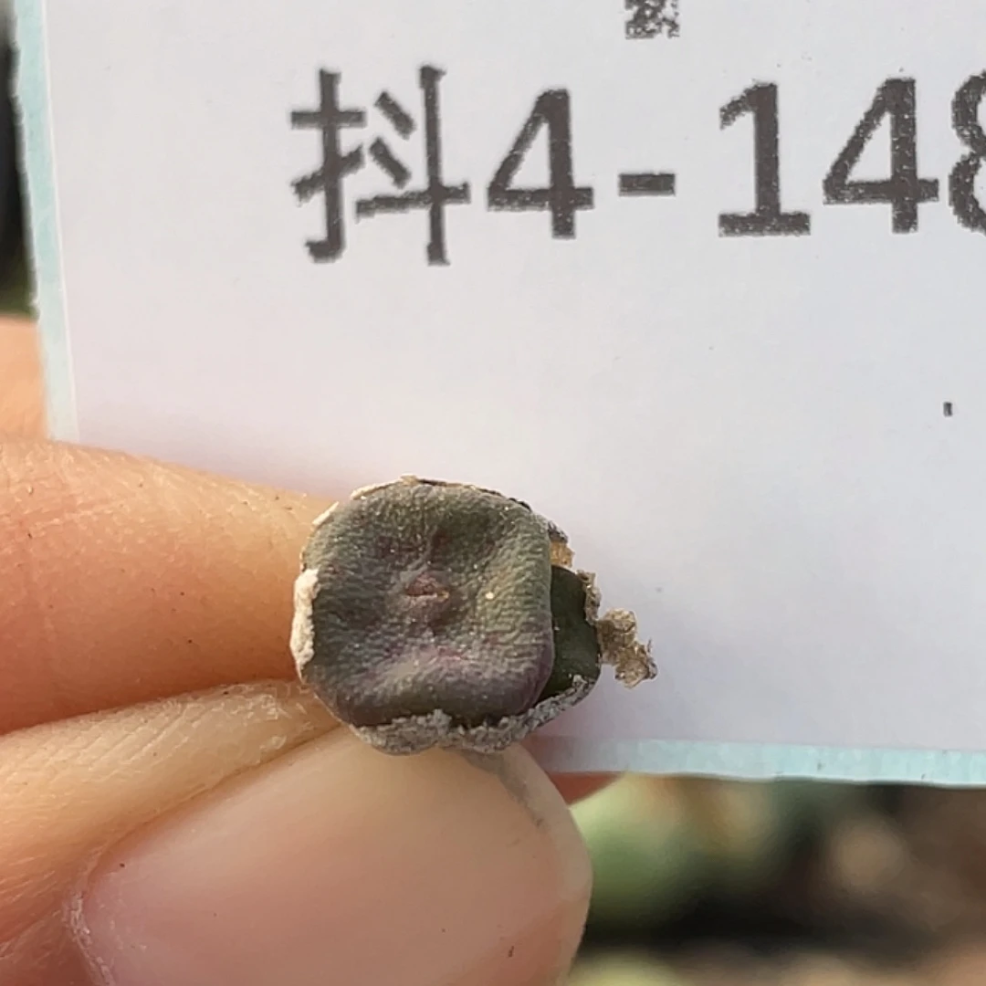 4-148方碗多肉植物