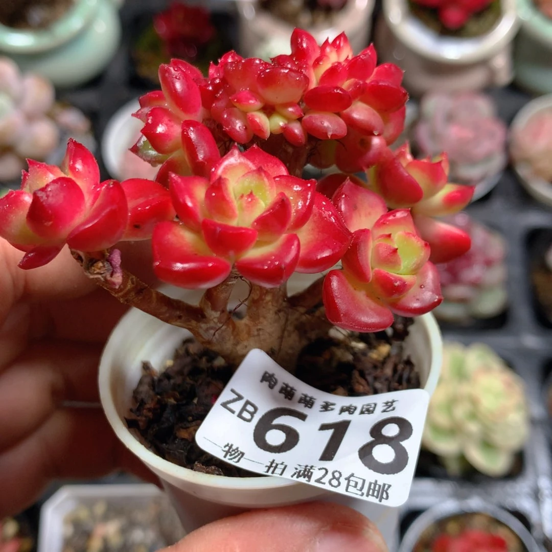 5CM拇指盆精控多肉ZB618
