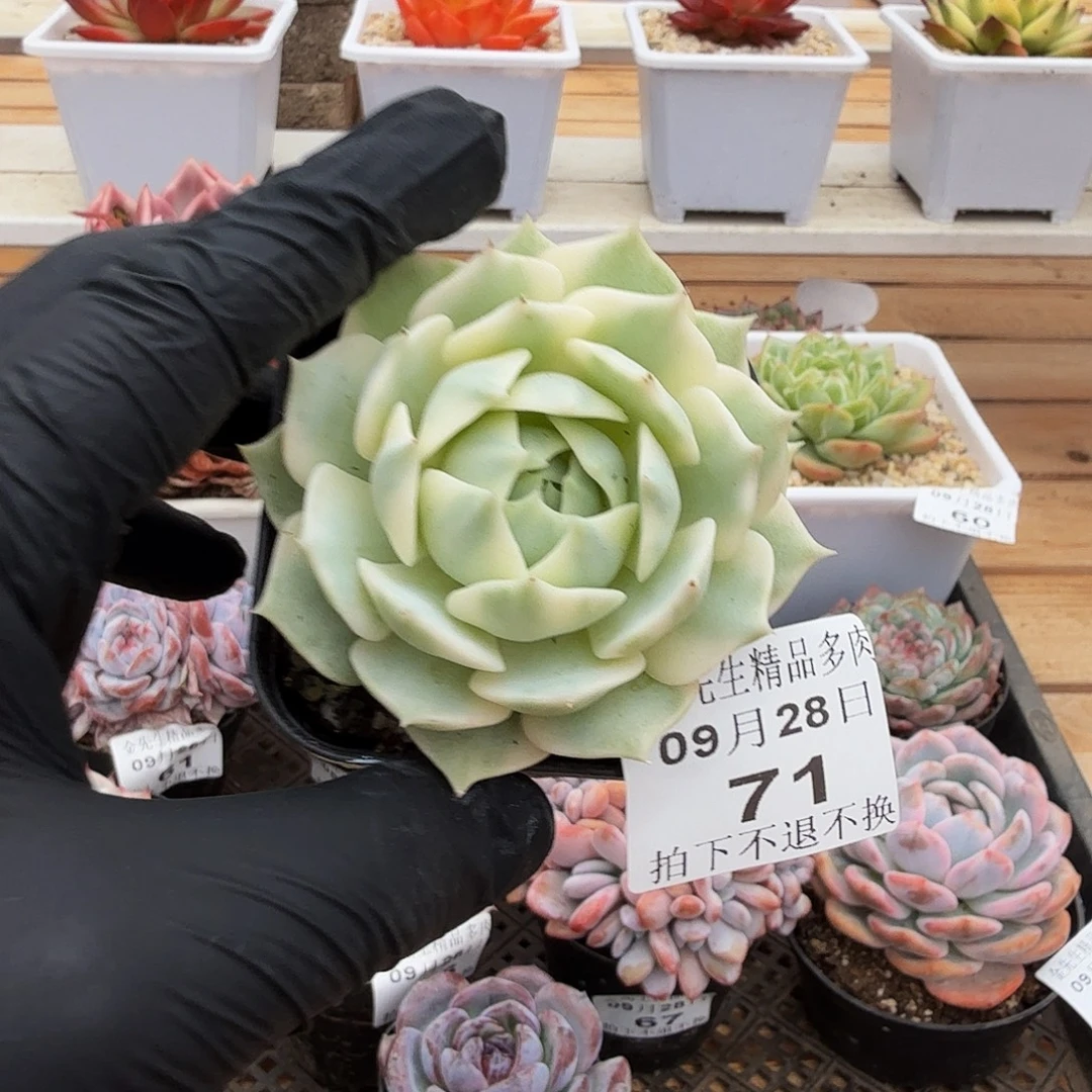 0928-71露那莲锦单头