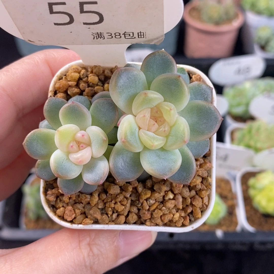 甜心双头带崽55号