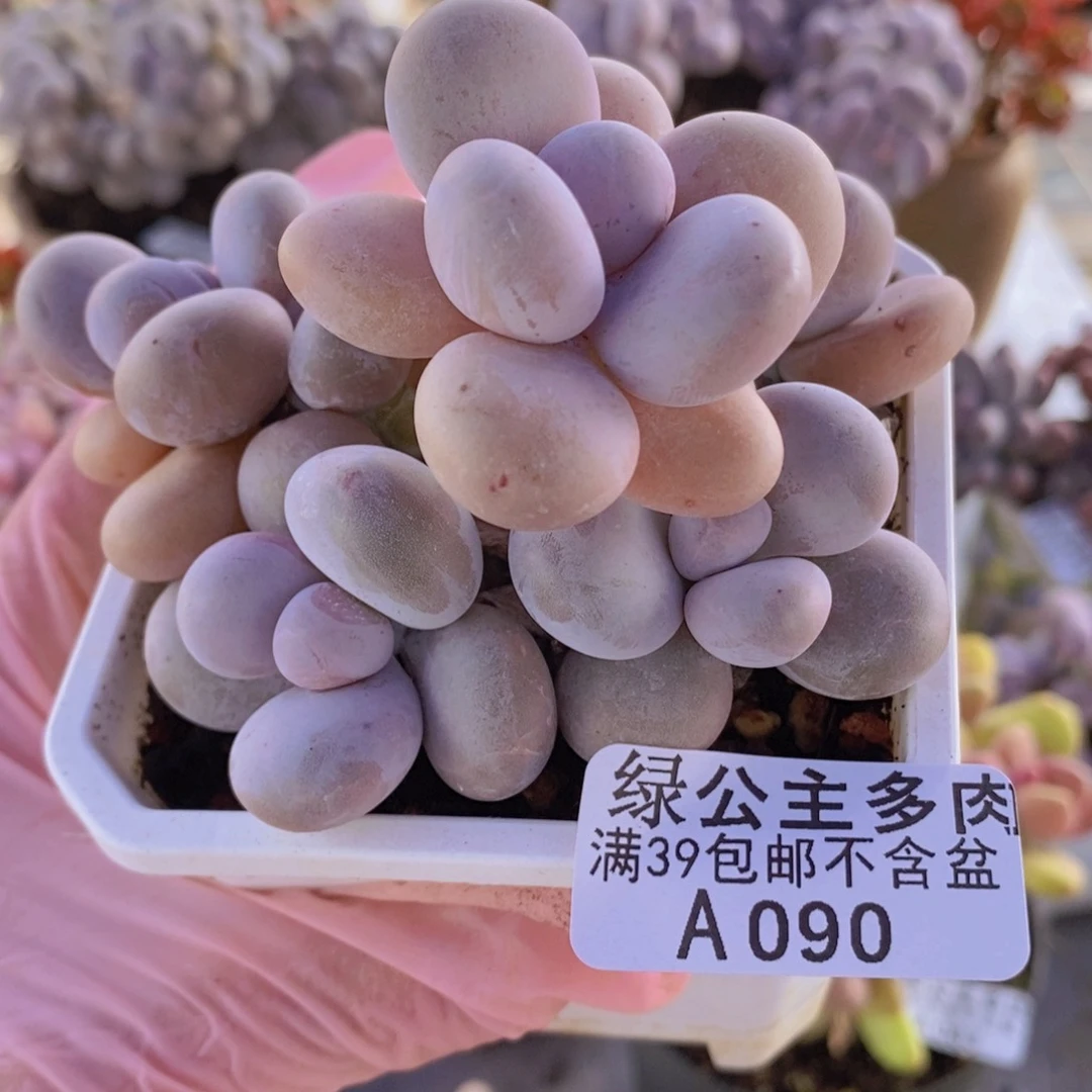 水光针奶酪9cm090多肉植物