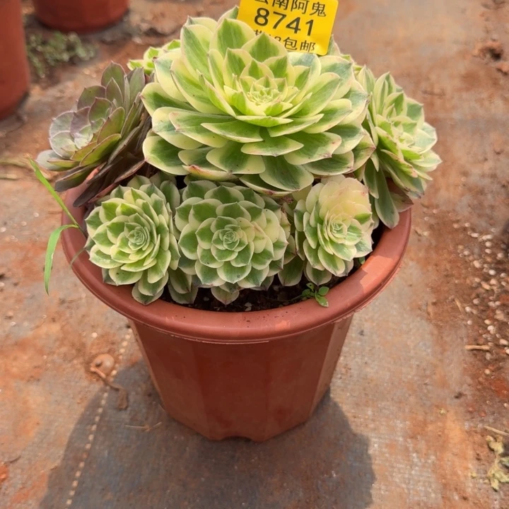8741号伊丽莎白啊啊