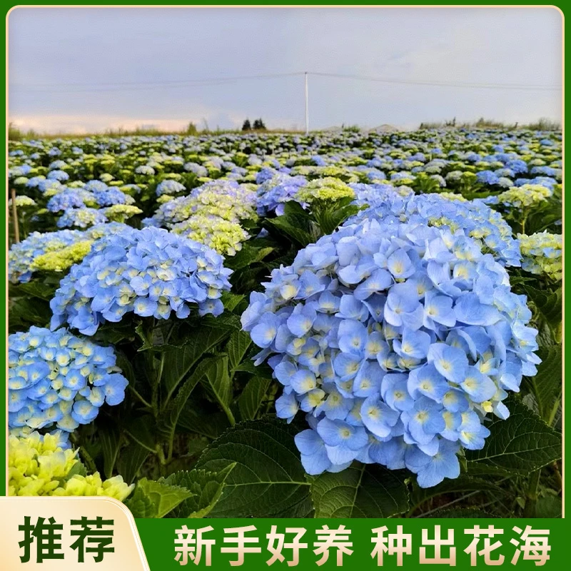 【（老董甄选）无尽夏绣球】180盆 露天种植绣球 易养活阳台庭院种植