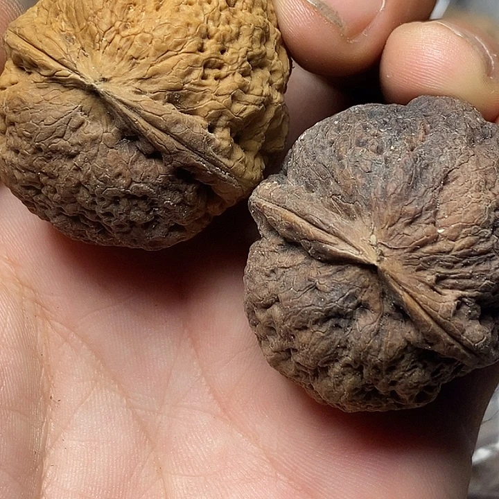 文玩核桃把件云南铁核桃39