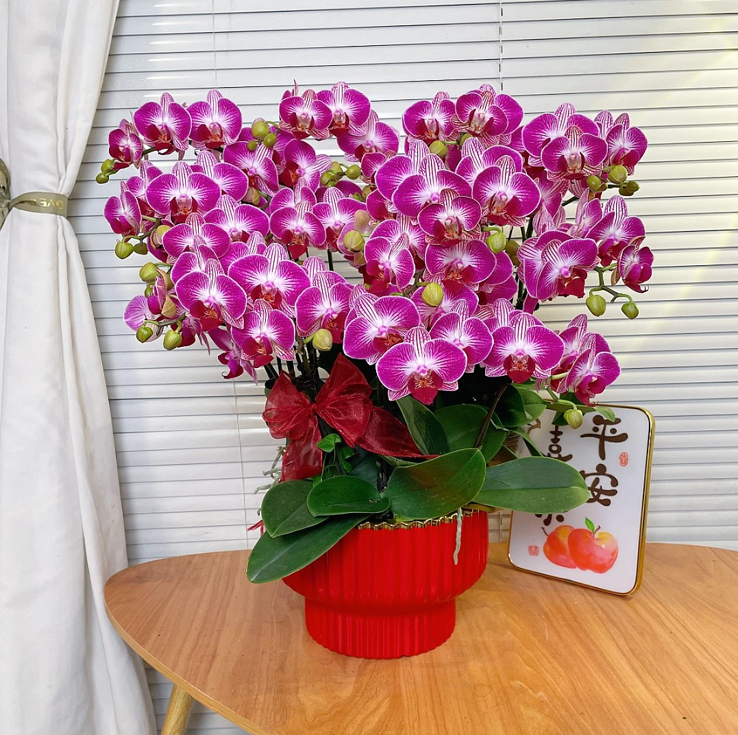 【鸿运-蝴蝶兰】高端鲜花 年宵花 送礼 家居摆件  花量多花期长