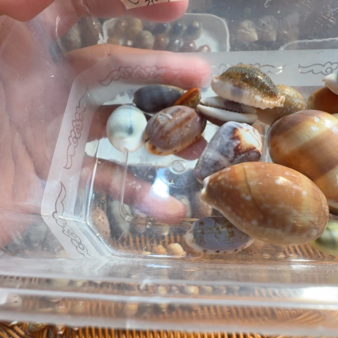 宝螺混搭一物一拍