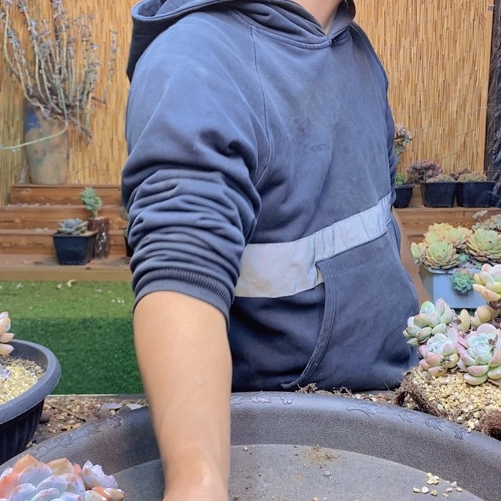 用***107 号橙子多肉植物