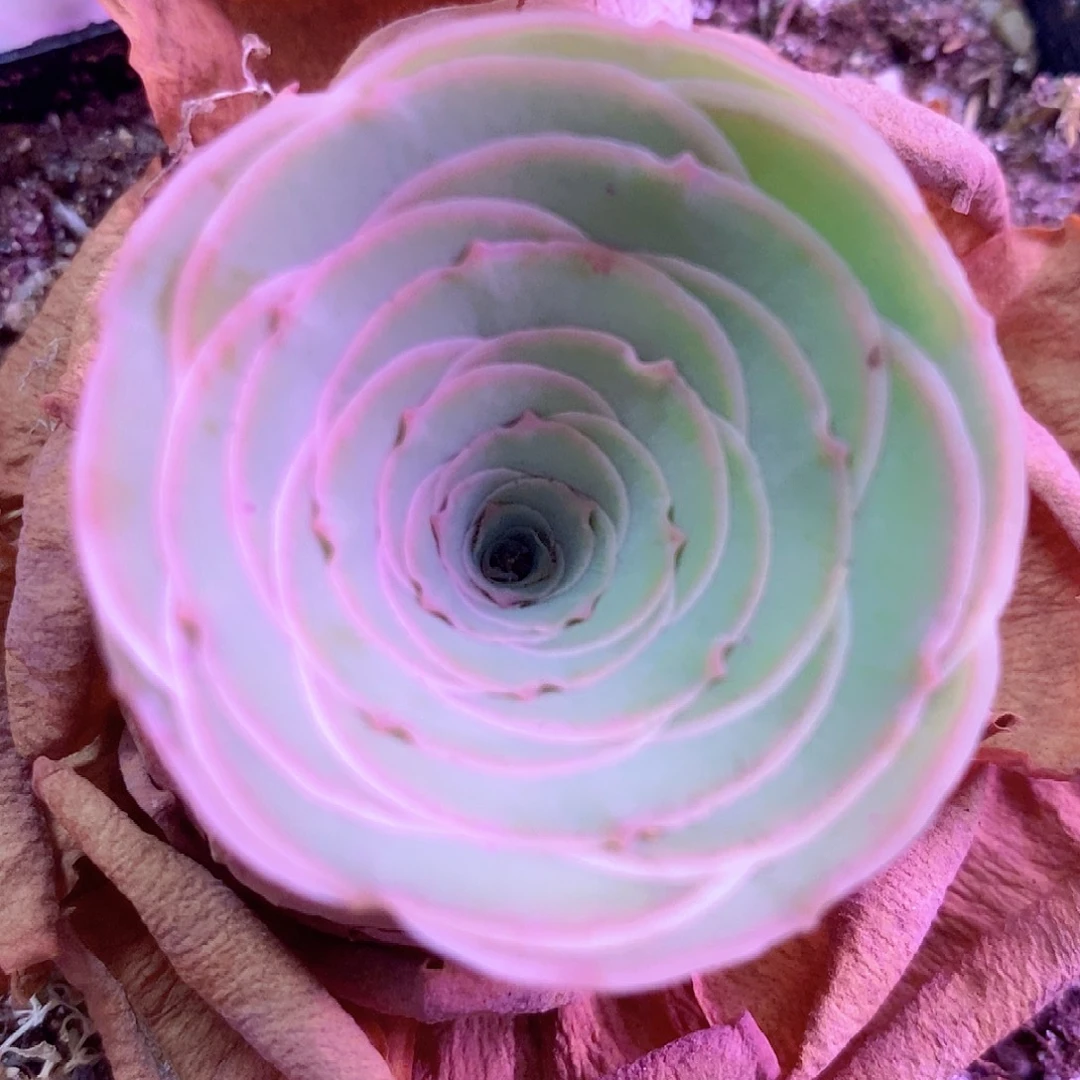 就***你山地玫瑰一物一拍038雪霁