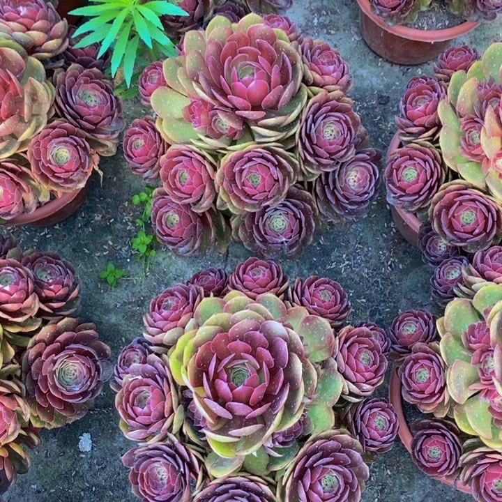 桃花石。一颗多肉植物