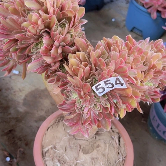 春***.一颗多肉法师植物 有瑕疵