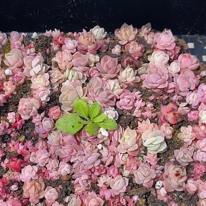 55 多肉植物盆栽花卉植物