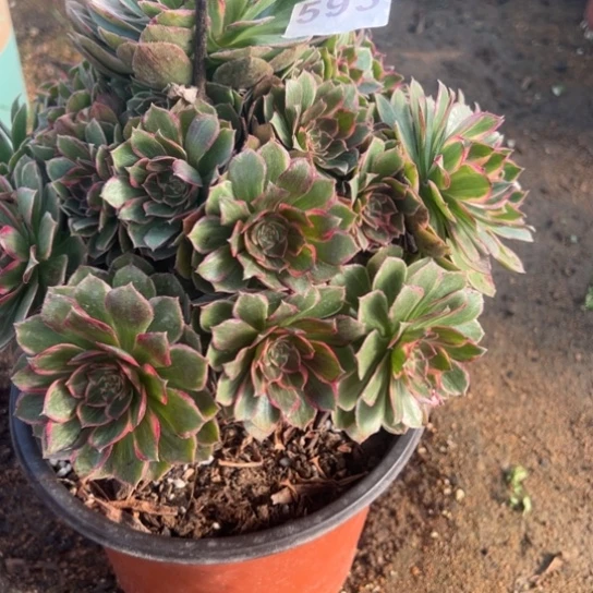 593，莲花座多肉植物花花