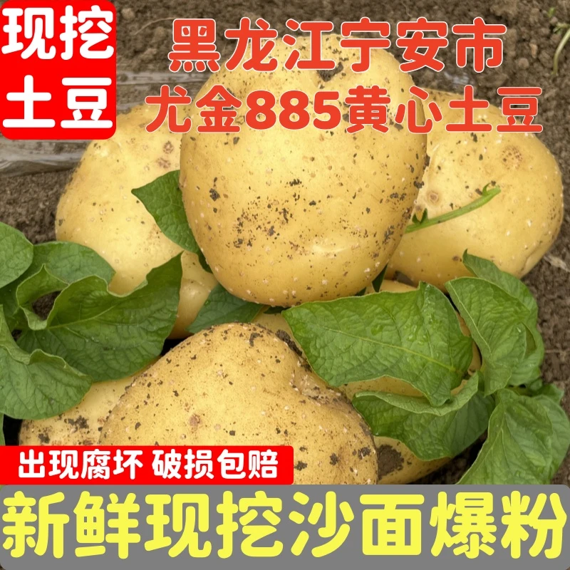 【9斤装】黑龙江现挖885黄心土豆新鲜沙糯粉面
