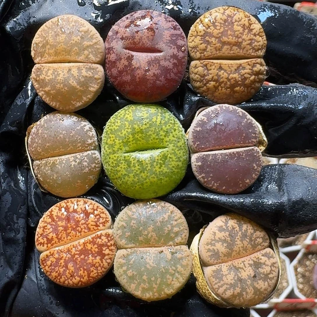 生石花等植物1121111。   189