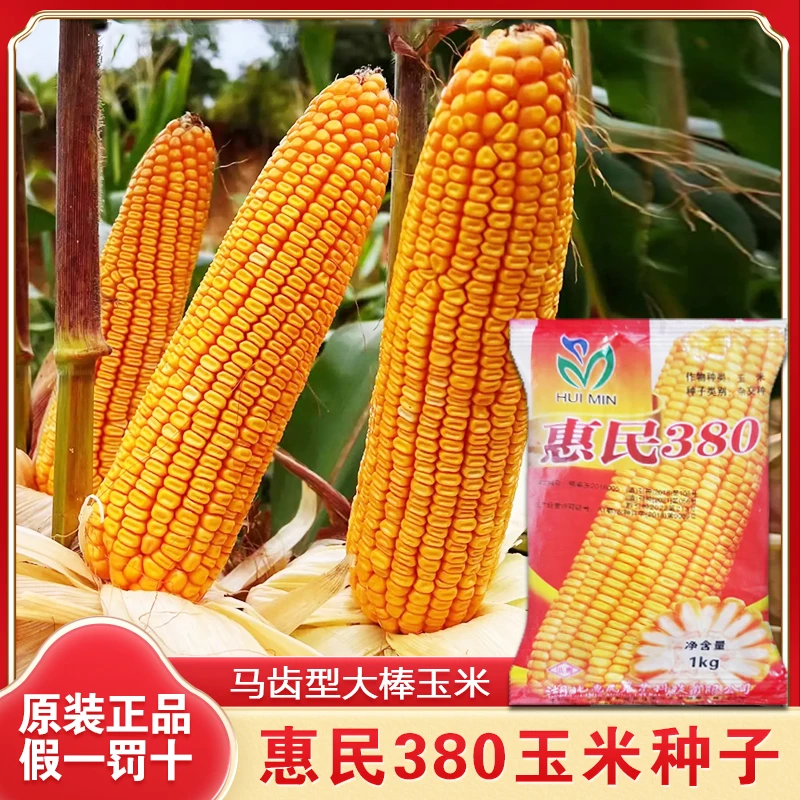 原装玉米种子惠民380大棒深马齿玉米种籽颗粒大适应贵州云南湖北