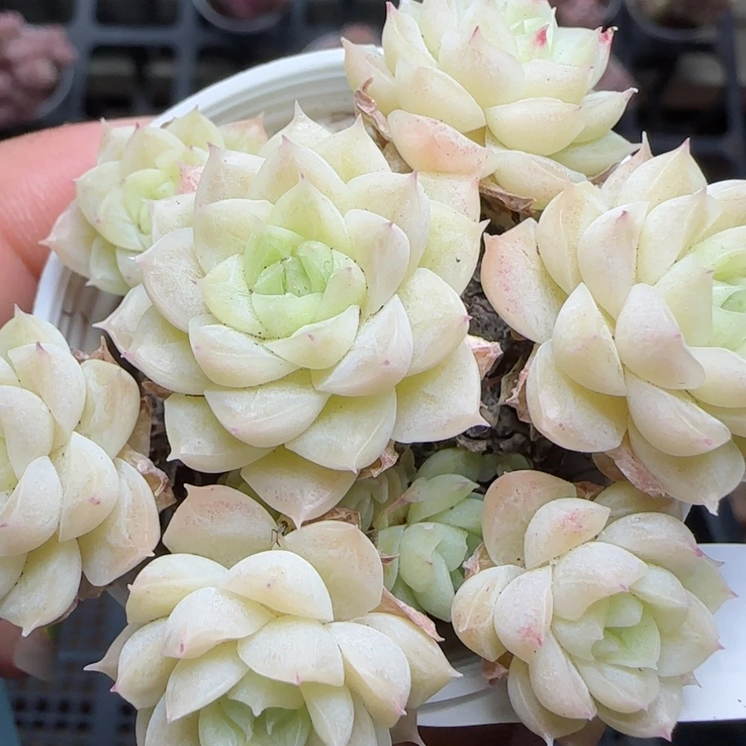 花语逸镜0225-421